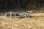 1:8 Carson Specter Pro2Brushless 6S 2,4 GHz RTR