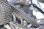 Skid-Plates schwarz  für 81282 Trailing-Arms