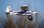 FMS Kingfisher Trainer PNP incl. Schwimmer & Skis - 140 cm