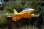 Freewing Ares 3D Gelb Ultra Performance 6S 90mm EDF Jet - PNP