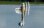 Flex Innovations AVIATOR 40E FLOAT SET W/STRUTS & LEDS red