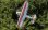 Flex Innovations AVIATOR 40E SUPER PNP red day