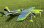 Flex Innovations EDGE 540 120CC G2 PILOT FIGURE (GREEN)