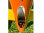 RCRCM Slice X Tail Segler/Impeller Spw. 3,2m CFK ARF mit Schutztaschen