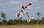 Flex Innovations QQ YAK 55 10E SUPER PNP red day dualsky-motor